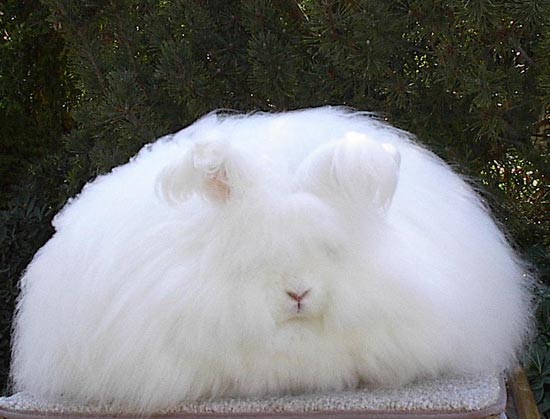 fluffy bunny twin